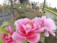 須賀川牡丹園で開花したボタン＝１９日午前