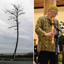 伐採前の「かしまの一本松」＝南相馬市鹿島区（左）かしまの一本松を使った笛を演奏する小野さん（右）
