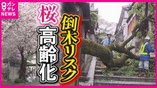 桜の大木が倒れ大けが　日本中で進む「桜の高齢化」　ソメイヨシノは樹齢60年ほどで倒木リスク増大