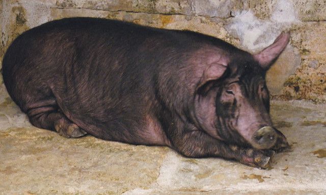 料理研究家・コウケンテツが沖縄で見つけた「アグー豚」の魅力。お祝いのご馳走「チイリチャー」とは？