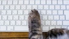 パソコンを広げると猫が邪魔を！「ネコハラ」急増の理由とは… 獣医師「子どもっぽいまま大人になった猫が増えた。特にオス猫に甘えん坊が」