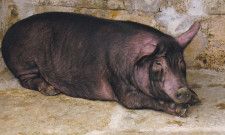 沖縄の豚といえばアグー豚。足が短く小型なのが特徴（『コウケンテツの日本100年ゴハン紀行２』より。以下すべて）