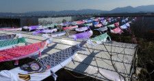 「杖立温泉鯉のぼり祭り」が博多駅にやってくる！屋上「つばめの杜ひろば」で開催！4月26日（金）〜5月6日（月・祝）