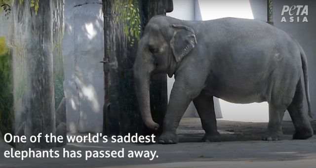 フィリピンの動物園で天国へ旅立った「ゾウ」を世界が悲しむわけ
