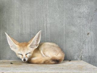 ペットのおうち 安い キツネ