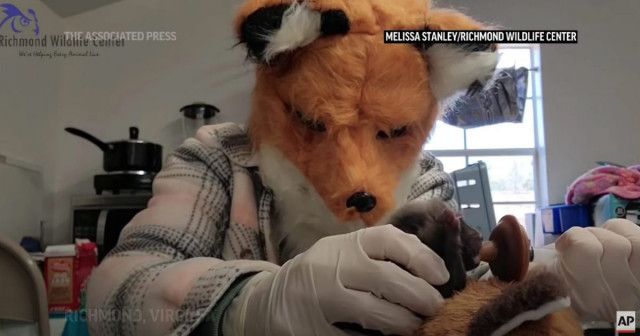 米野生動物センターの職員が「キツネの被り物」をかぶる切実な理由