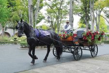 東京競馬場は一日中楽しめるアウトドアスポット！馬だけじゃなく“新幹線”まで走っているとは