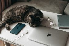 iPhoneの写真検索に「ペット」が追加！ 猫の品種も見分ける「iOS 17」の新機能
