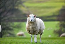 「英国一孤独な羊」が見つかる。崖の下で2年間も…