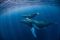 「クジラと人間の会話」に成功した米研究チーム、その驚きの目的とは？