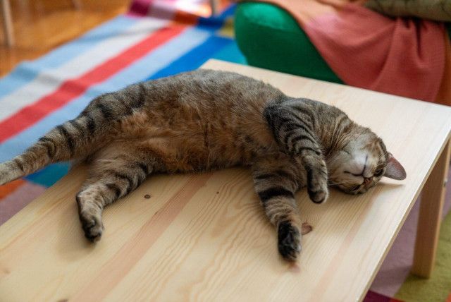 ほとんどの猫は体の左側を下にして寝るらしいけど、それってなぜ？