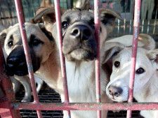 ソウル近郊の犬肉店でケージに入れられて売られていた食用犬＝2001年11月、韓国、ロイター
