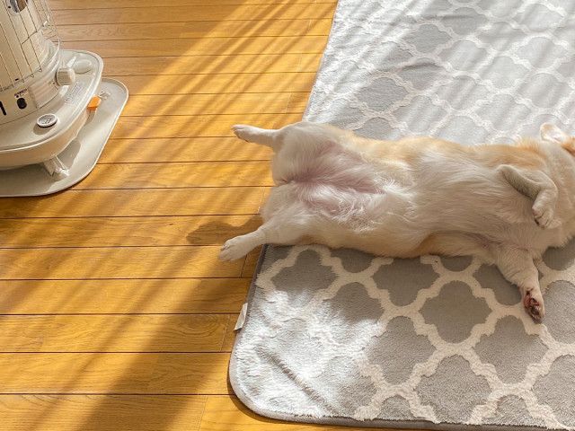散歩を催促する木彫りのコーギー