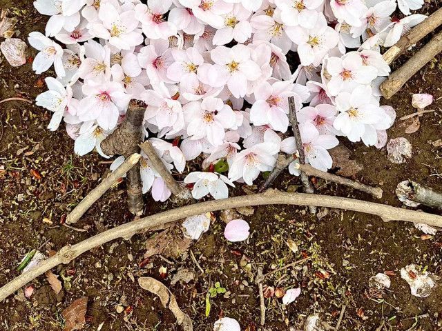 送料無料◆2025新品  桜の花を並べて… 完成したアートに「その発想はなかった 絵画