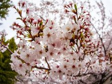 疑問「桜の開花日って何部咲きの状態？」　気象庁に尋ねてみると意外な回答が