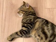 家で寝ている猫　あのロゴマークに擬態した姿が話題！