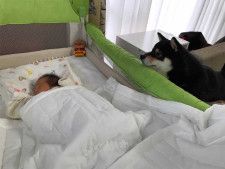 「完全な４コマ」赤ちゃんが気になる豆柴　ベッドに近付いた次の瞬間！