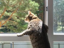 窓の外の鳥に見惚れていたら？　猫に起きた『悲劇』に「ごめん！爆笑した」