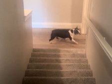 階段に慣れていない犬　２階から名前を呼ばれると？　「３回目で吹いた！」