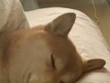 GWに撮った『寝ている柴犬』　その姿に「爆笑した」「もはや犬ではない」