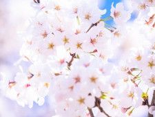 【素朴なギモン】桜の開花宣言って何が基準なの？