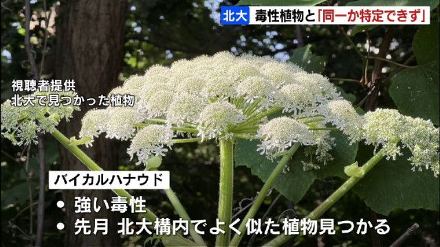 「同じものか特定できなかった」バイカルハナウドとよく似た植物が見つかった北海道大学が調査結果公表　毒性があるか調査継続