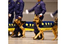 かわいらしい一面が話題になった千葉県警察の警察犬　年頭視閲から3か月…最近の活躍ぶりを聞いた