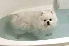 入浴中になんともいえない表情を見せるいぬ【写真提供：タレ目の犬（ポメラニアン）（@Pomeranian2015）さん】