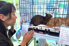 1匹のメス猫が3年で2000匹に…　殺処分を減らすため「TNR活動」を啓発する元女性アスリート