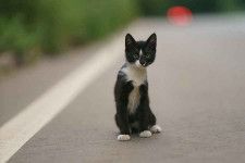道路で命を落とす猫が絶えないなか、アメリカで奇跡の物語が話題に（写真はイメージ）【写真：Getty Images】