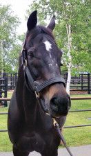 イベントで函館競馬場に来ていたヴァーミリアン