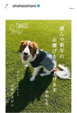 「〒０１７―００１７　大谷デコピン」大谷翔平の“年賀状”が粋！「もうすぐお兄ちゃん」「ベビーちゃん待ち遠しい」と大反響