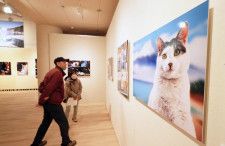 各地で撮影したネコの写真が並ぶ岩合光昭さんの写真展「日本ねこ歩き」（小川正成撮影）