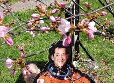 余市「宇宙桜」が開花　ＧＷ見ごろ