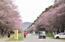 花が咲き始め、しずない桜まつりの開幕を待つ二十間道路桜並木=24日
