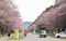 大型連休は新ひだか、浦河で花見を　二十間道路でまつり準備着々　「オバケ桜」は早くも満開