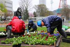 雨の中、大通公園西3丁目の花壇に苗を植える作業員（中島聡一朗撮影）