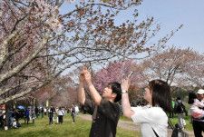 28日に開幕した「しずない桜まつり」の会場で桜の写真を撮る観光客