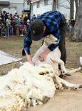 もこもこ羊がスリムに　札幌・羊ケ丘展望台で毛刈り