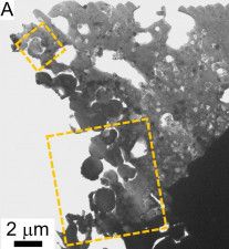りゅうぐうの試料から見つかった磁性鉱物の顕微鏡画像。四角の点線に囲まれた丸い粒が磁性鉱物（研究グループ提供）