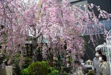 垂れ下がった枝に淡いピンクの花が咲き誇るしだれ桜