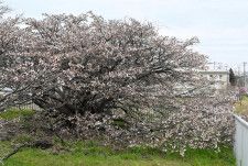 枝いっぱいに白い花を咲かせたチシマザクラの標本木