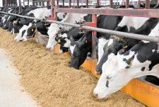 士幌町農協などが試験事業を行うビート飼料を食べる桑原牧場の乳牛