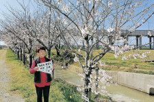 開花した海老名さんがオーナーの桜を見つめる三木さん＝白山市末正町【北陸新幹線で行こう！北陸・信越観光ナビ】