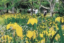 鮮やかな黄色の花を咲かせたキショウブ＝金沢市の奥卯辰山健民公園【北陸新幹線で行こう！北陸・信越観光ナビ】