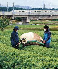 一番茶収穫、青々と　加賀市打越、新幹線バックに