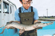 富山でアリゲーターガー捕獲、２５・２６日に標本展示　魚津水族館