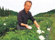 白い花を咲かせたシャクヤクの畑で、摘み取り体験をＰＲする野澤副会長【北陸新幹線で行こう！北陸・信越観光ナビ】