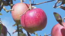 県内最大の産地　高野リンゴ 収穫最盛期　庄原市