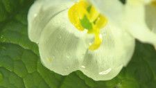 花びらが透明に？渓流に咲く初夏の花「サンカヨウ」｜地球派宣言